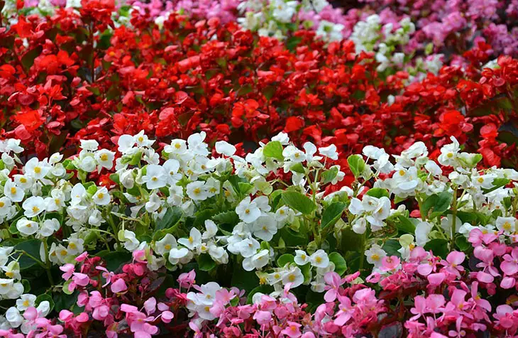 What Should We Choose For Our Garden Begonias Or Geraniums