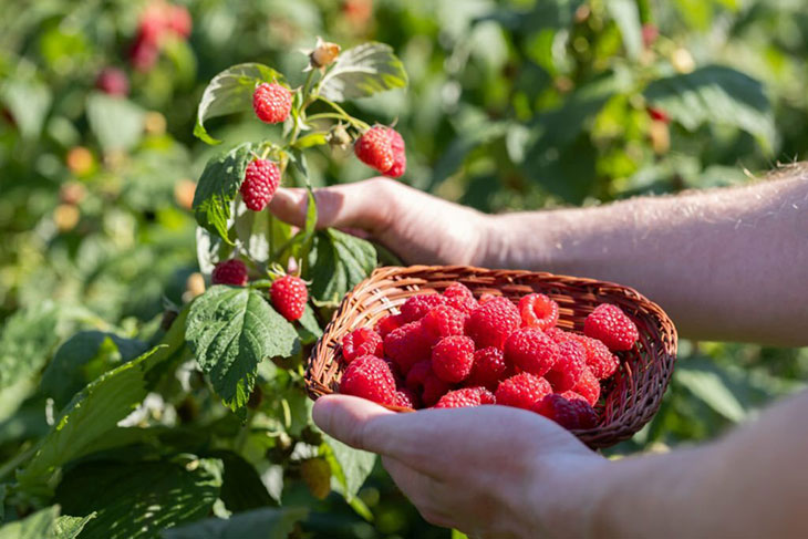 When To Harvest Raspberries 