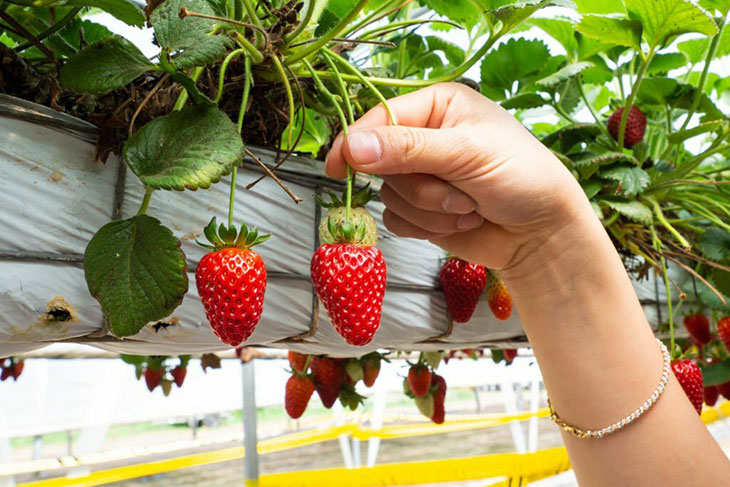 best way to plant strawberries in pots