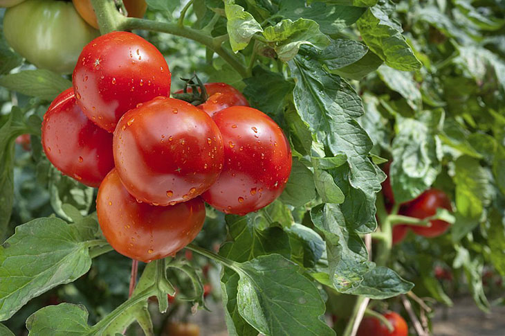 coldest temp for tomato plants