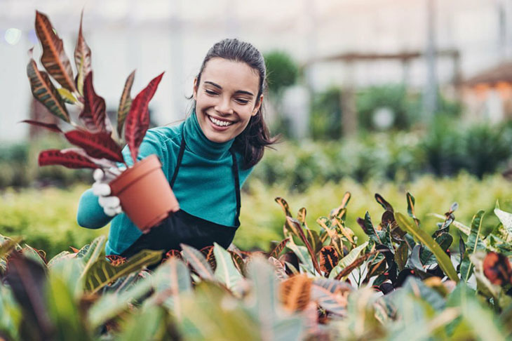 croton plant care outdoors