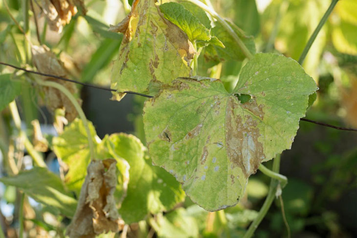 cucumber leaf disease