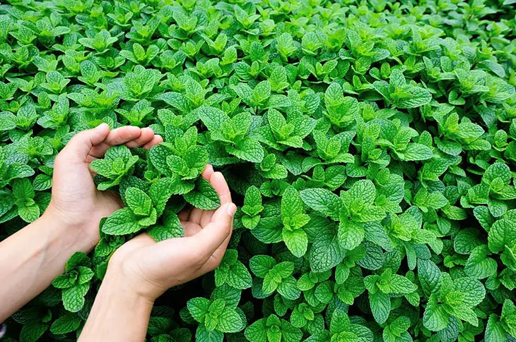 ground cover mint