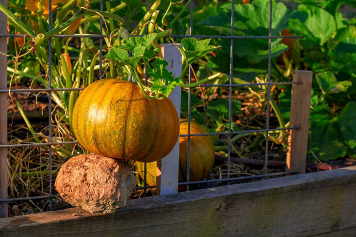 growing pumpkins on a fence