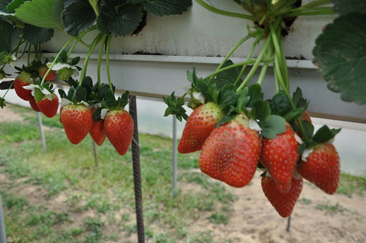 growing strawberries upside down