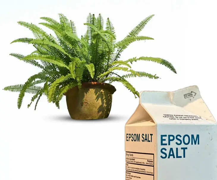 how much epsom salt for ferns