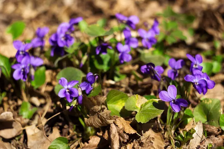 how to get rid of wild violets in lawn naturally