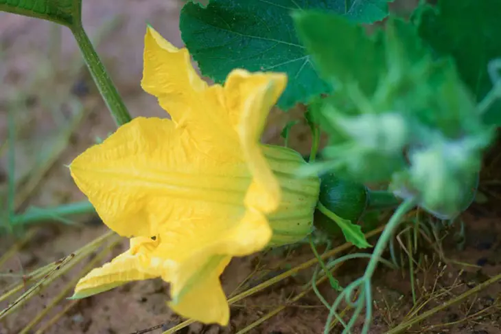 how to tell if female pumpkin flower is pollinated