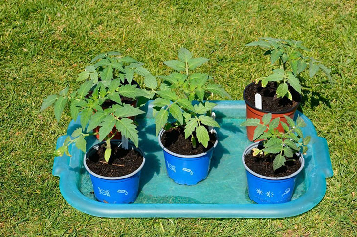 minimum temp for tomato plants