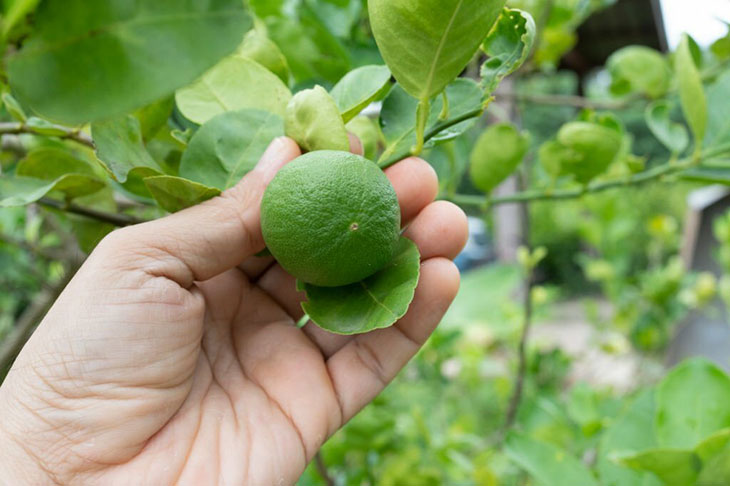 origin of limes