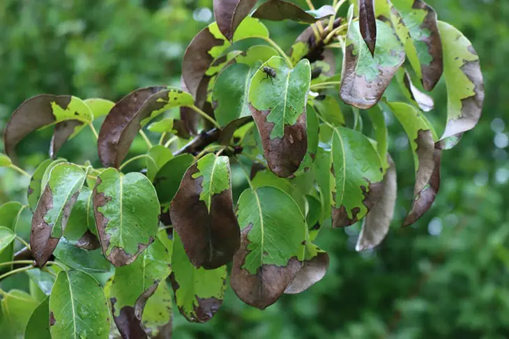 pear tree leaf disease identification
