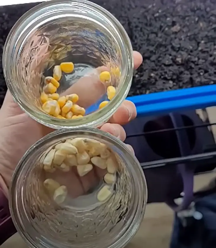 should you soak corn seeds before planting