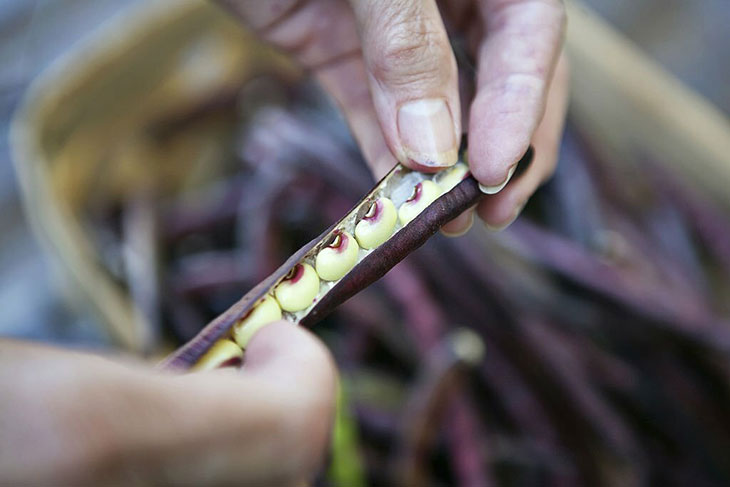 when to pick purple hull peas