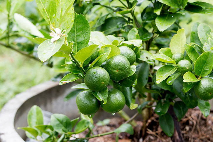where are limes grown