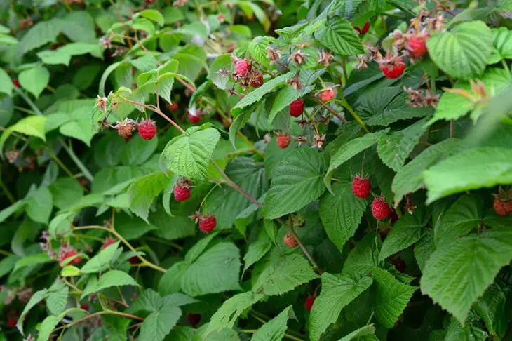 where do raspberries grow