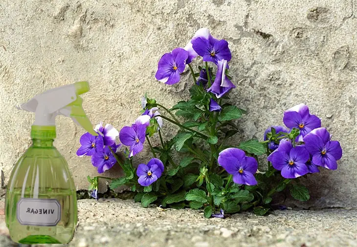 will vinegar kill wild violets