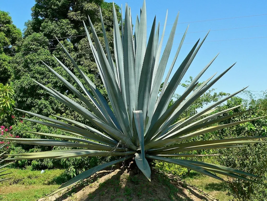 plants that look like agave