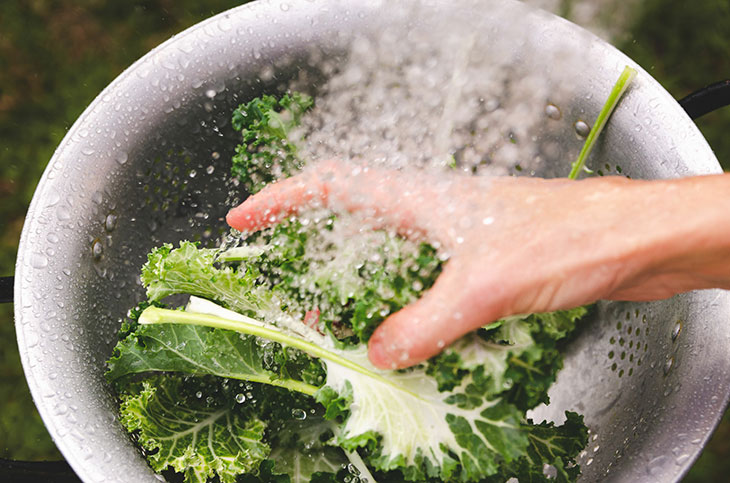 How to Wash Aphids Off Kale