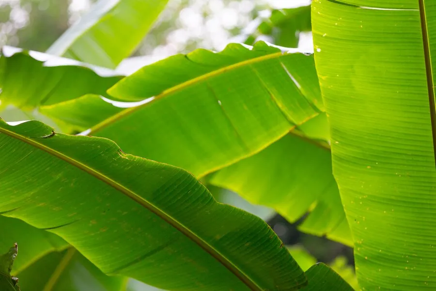 palm tree with banana leaves