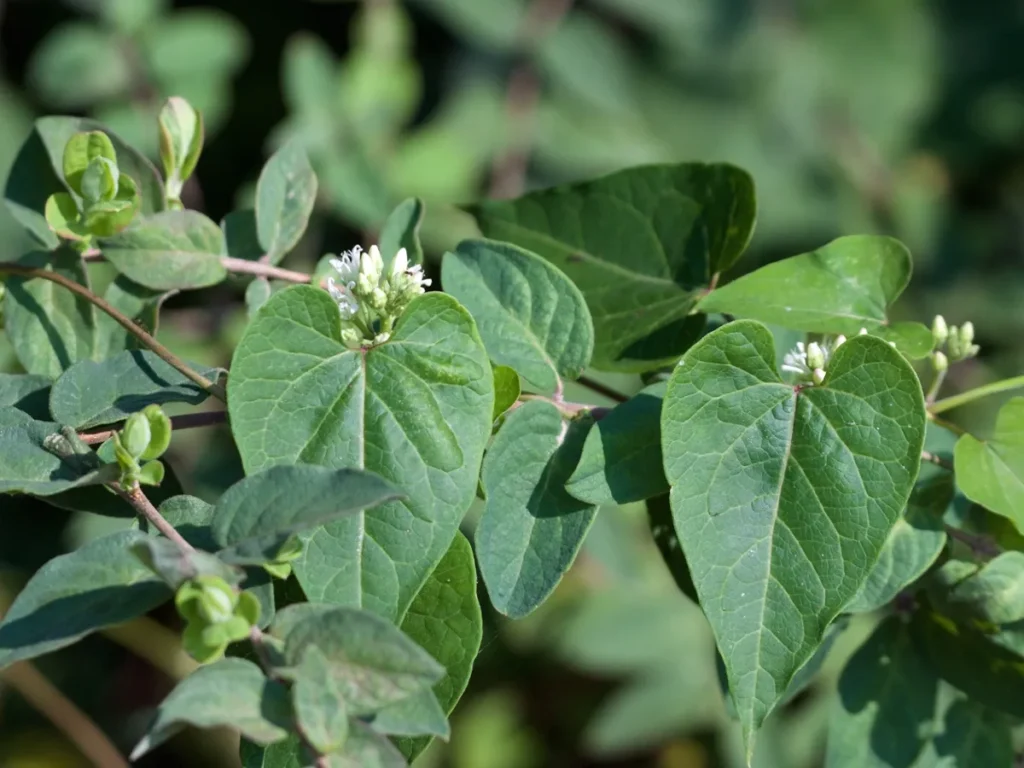 Is Honeyvine Milkweed Poisonous To People? How to know?