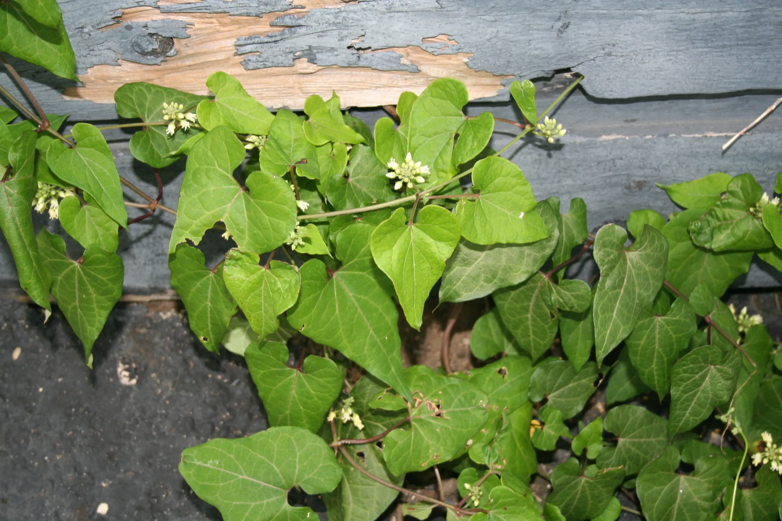 is honeyvine milkweed poisonous