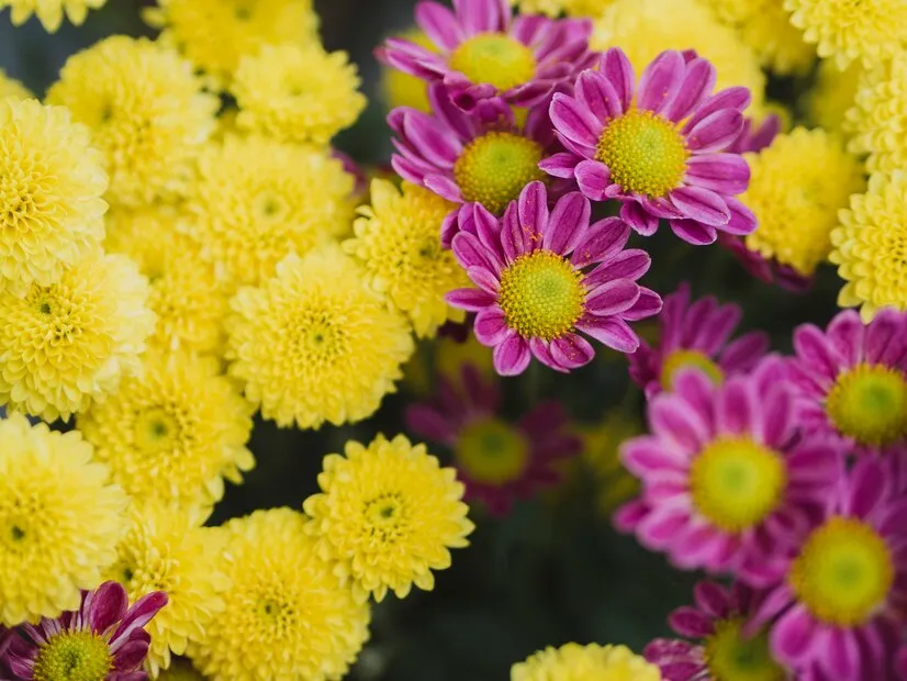 Are asters and mums the same