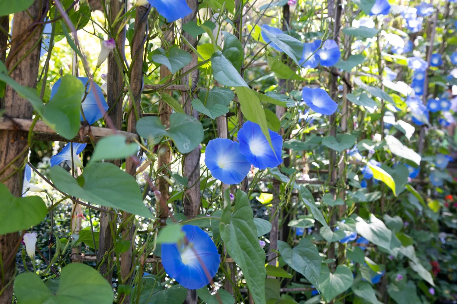 when do heavenly blue morning glories bloom