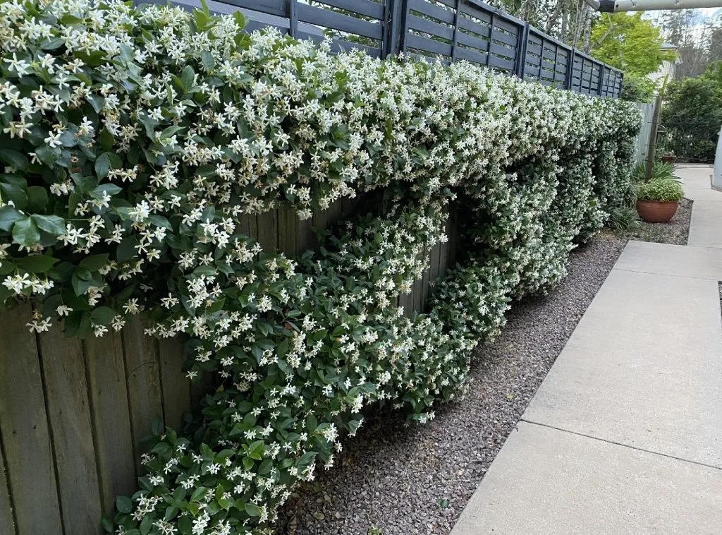 vines for chain link fence