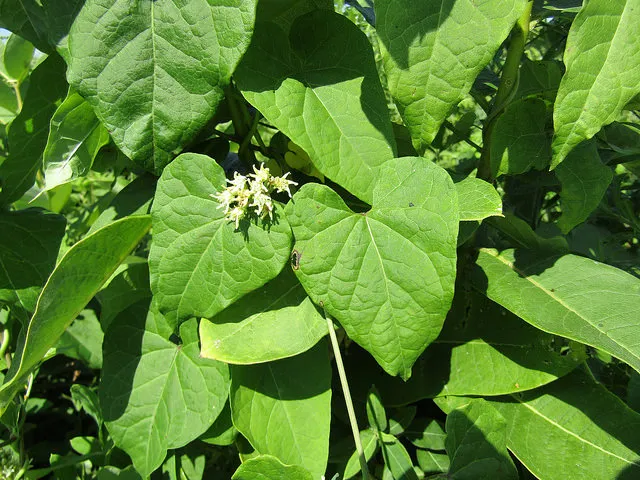 is honeyvine milkweed poisonous